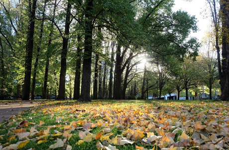 Beautiful Canberra autumn through lens of overseas Vietnamese students